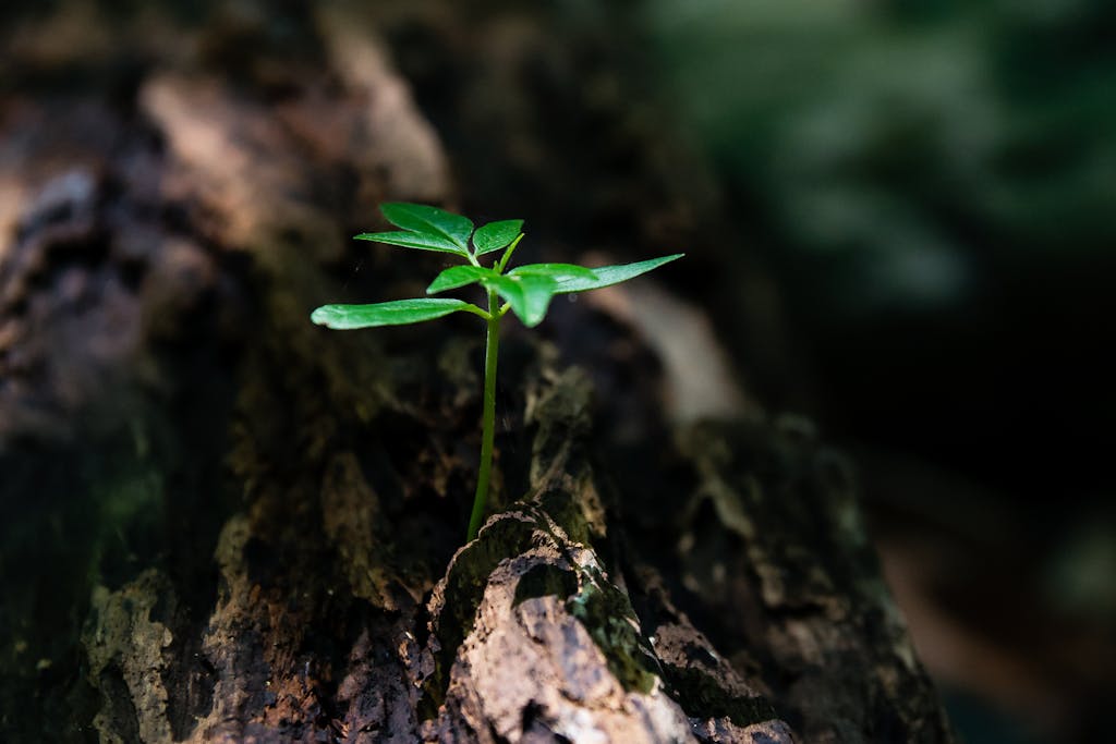 Selective Focus Photo of Green Plant Seedling on Tree Trunk